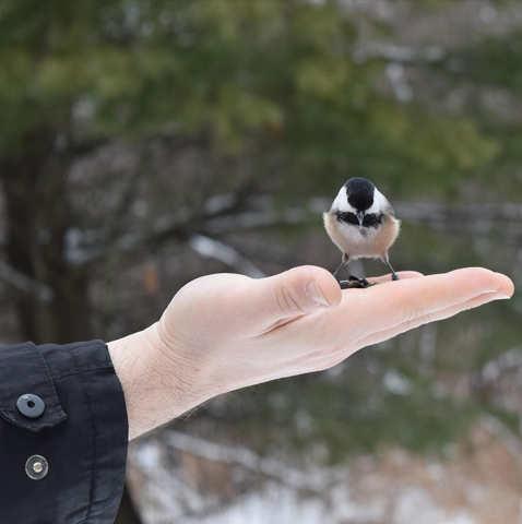 a chiadee bird sitting in a womans hand